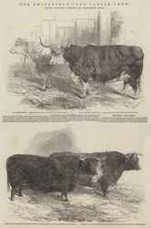 O Smithfield Club Cattle Show, gado premiado